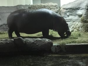 A hippopotamus at the Denver Zoo. Photo by: Jessica Yoches
