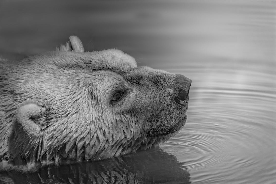 A bear thinking deep about WebVR and Google Daydream. Photo by: Mali Maeder / Pexels.com