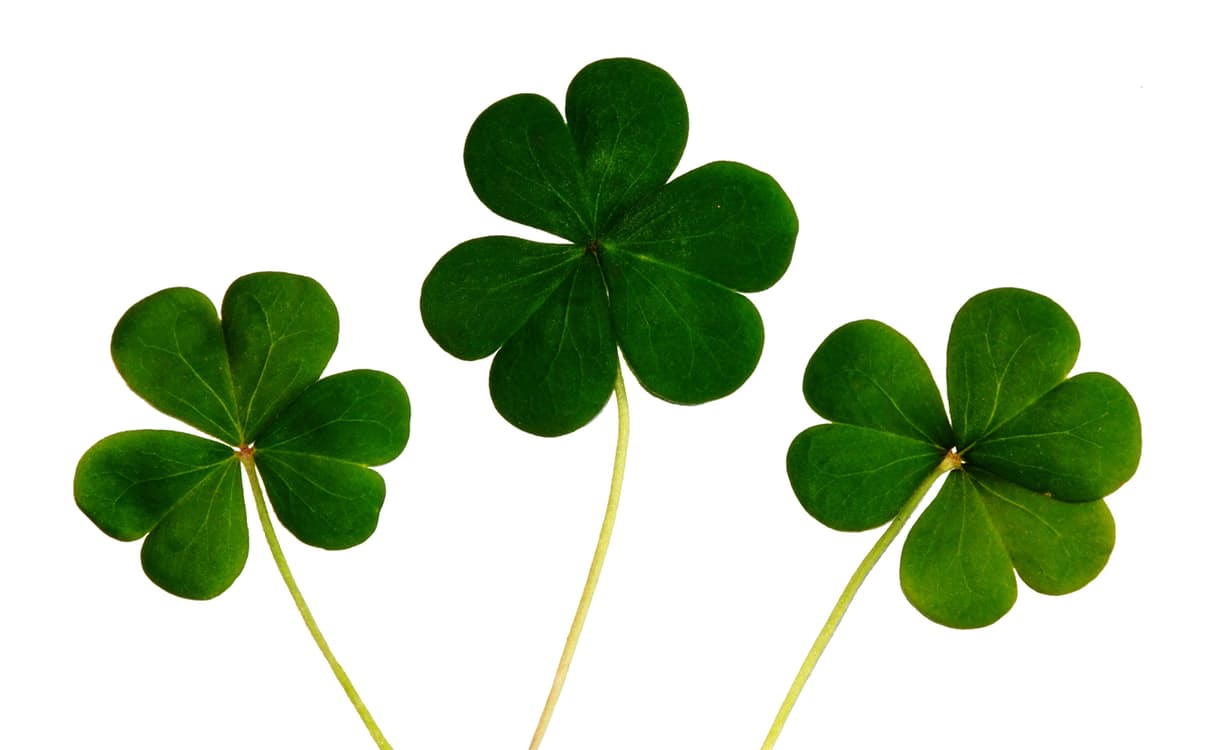 Three leaf clovers. St. Patrick's Day 2017. Photo by: Pexels.com