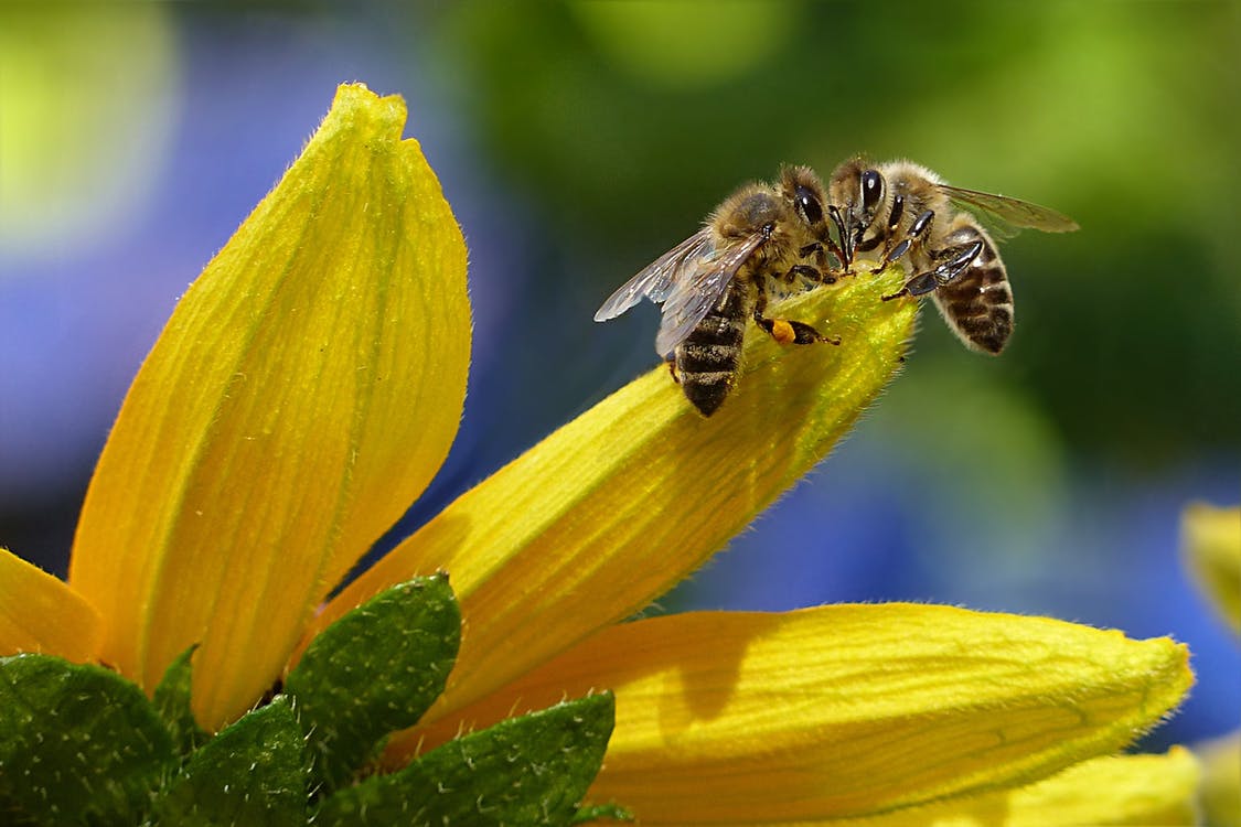 Honey bees. Photo by: Pexels.com