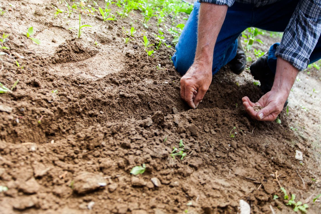 A farmer planting seeds in the ground. Photo by: Binyamin Mellish / Pexels.com