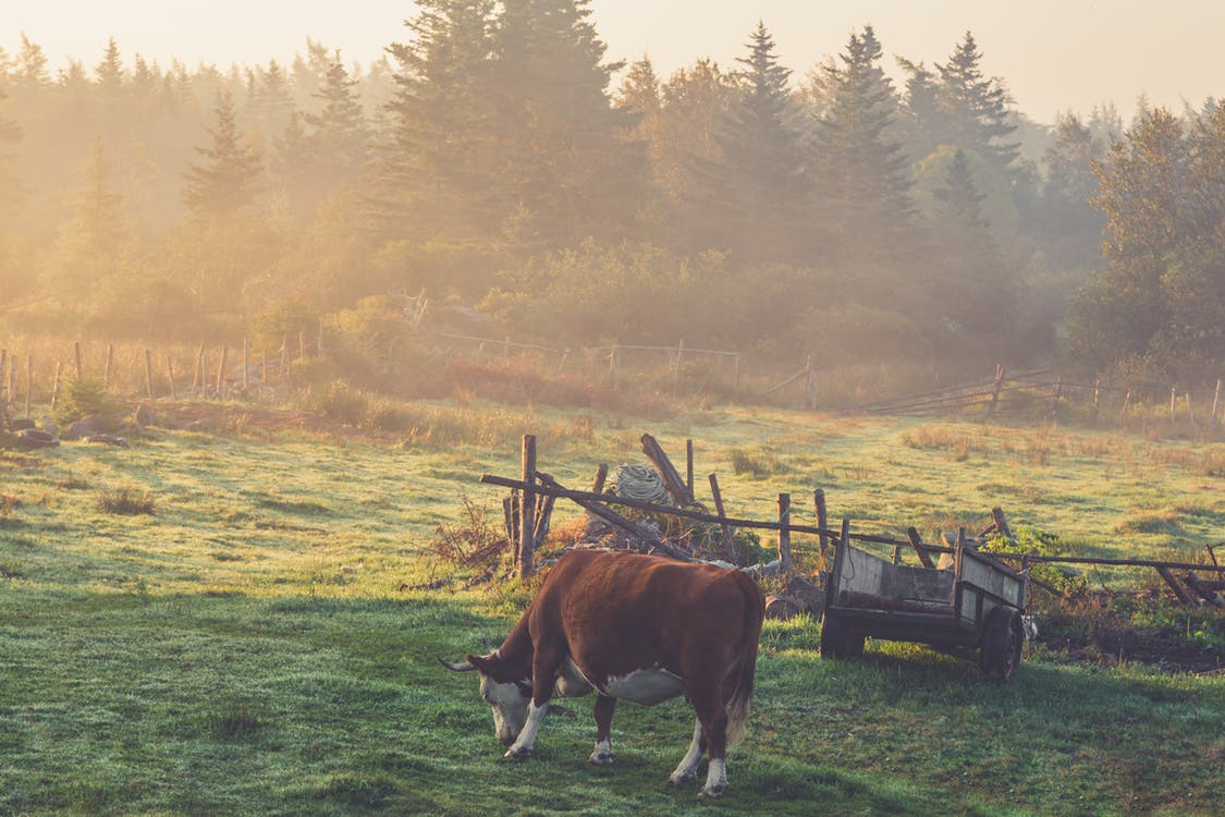 Cattle and climate change. Photo by: Pexels.com