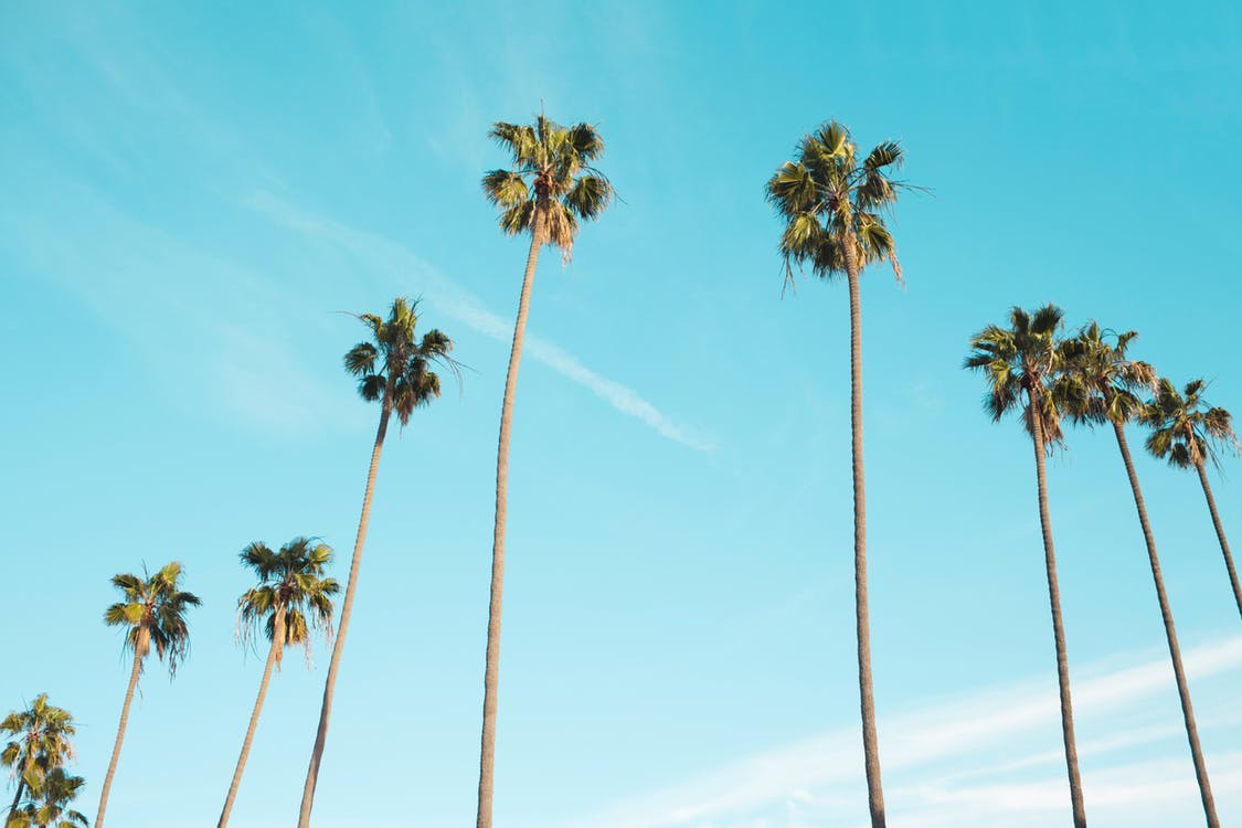 Palm tree and clear skies. Photo by: Pexels.com