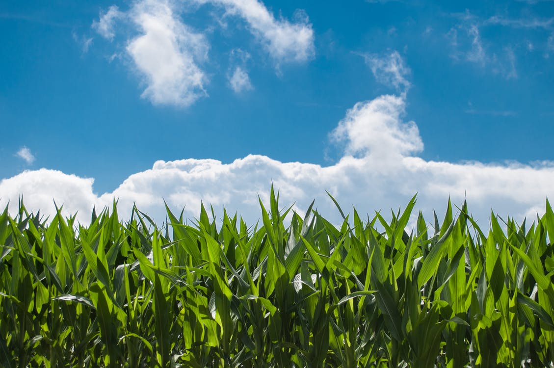 A crop of corn with clouds. Photo by: Pexels.com