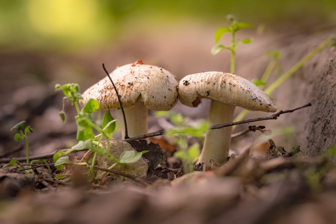 Fungi growing in its natural state. Photo by: Anton Atanasov / Pexels.com