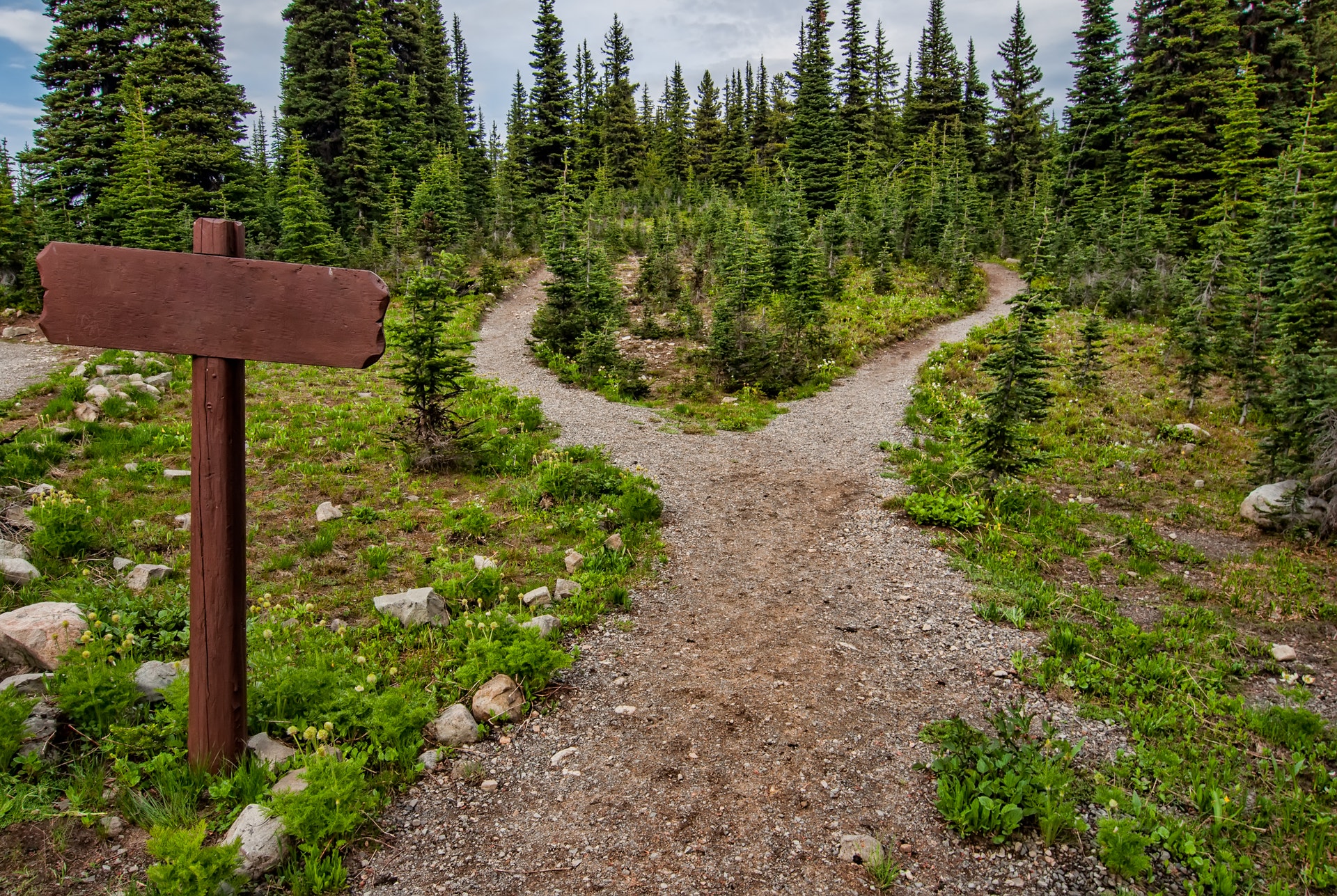 A trail with a fork representing a decision. Photo by: Pexels.com / James Wheeler