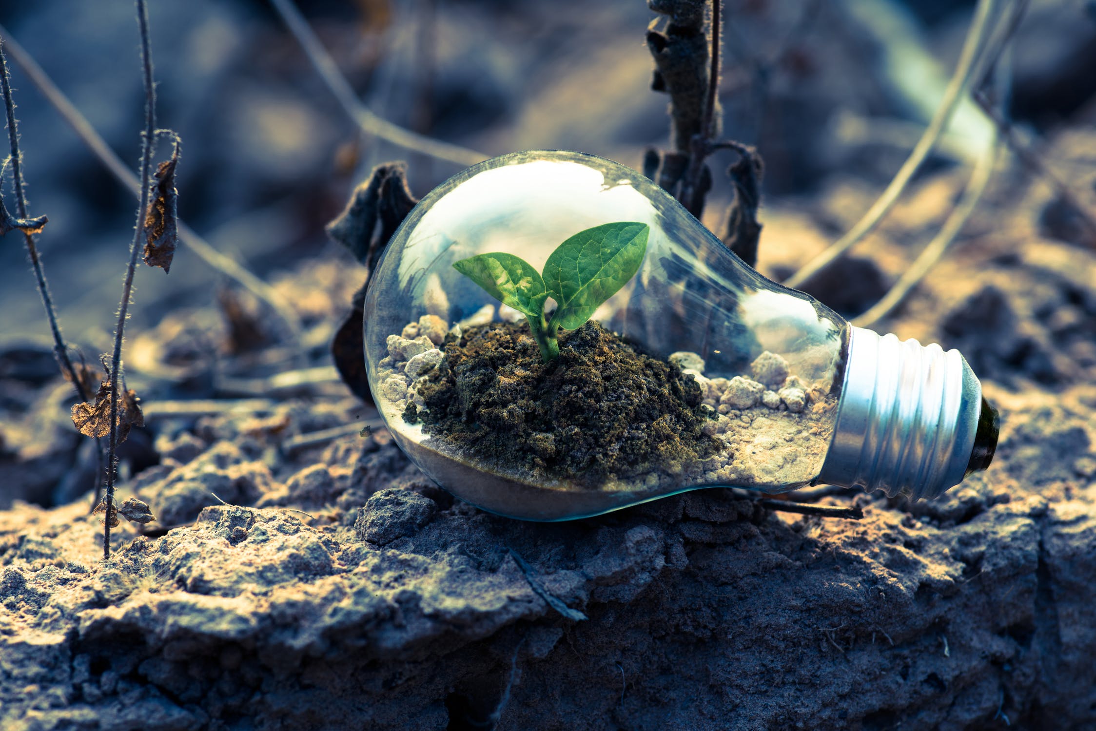 AN image of a lightbulb with a small plant growing inside. Photo by: Singkham / Pexels.com