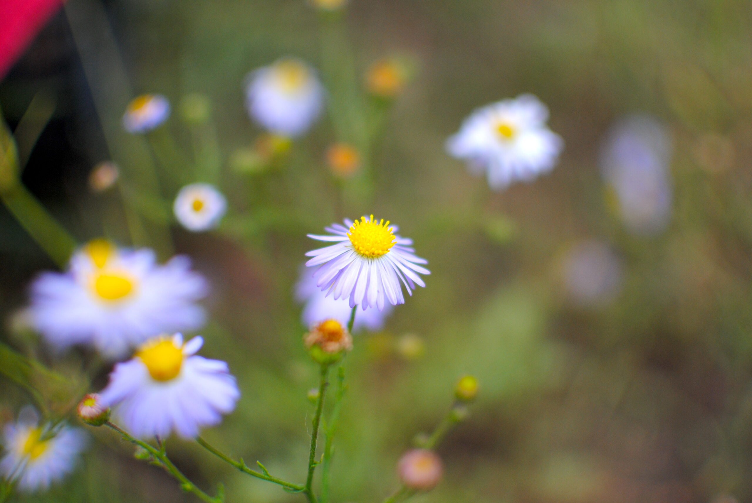 Wildflowers are scattered throughout the festival grounds and car camping area. Photo by: Marissa Novel.