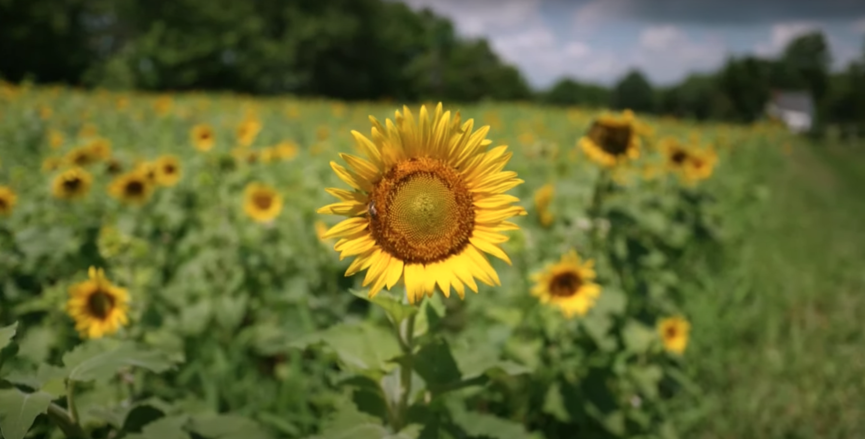 A sunflower image from the Farm Aid live stream.